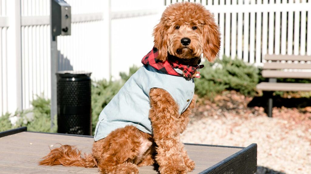 A fluffy brown dog wearing a blue coat and red plaid scarf sits on a platform with a white fence and bench in the background.